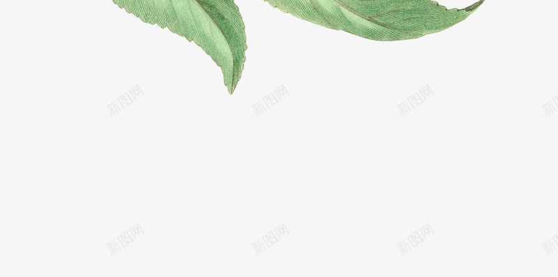 手绘水果苹果图谱png免抠素材_新图网 https://ixintu.com 图谱 手绘 树枝上的苹果 水果 苹果 苹果包装 苹果叶