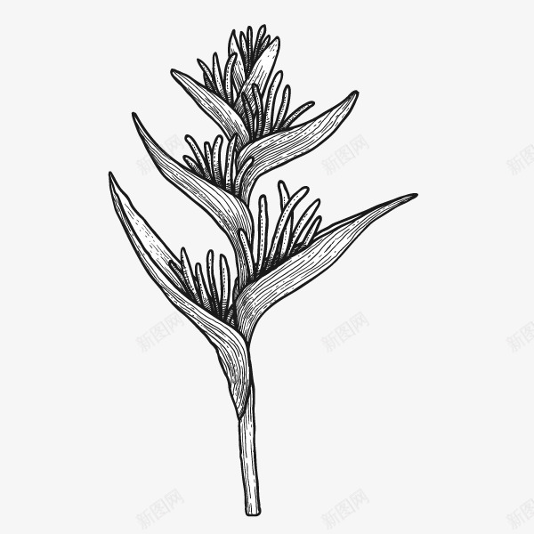 文艺清新花草海报装饰黑白花png免抠素材_新图网 https://ixintu.com 小清新花草装饰 文艺清新花草海报设计装饰黑白花草免费下载 文艺花草PPT制作 植物插画 海报设计 花草包装礼盒 花草插画 花草装饰 黑白花草