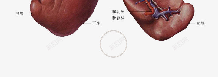 脾功能养生png免抠素材_新图网 https://ixintu.com 中医养生海报 复古背景 脾功能 脾结构