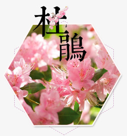 浪漫赏花踏春季中国风杜鹃花旅游海报高清图片