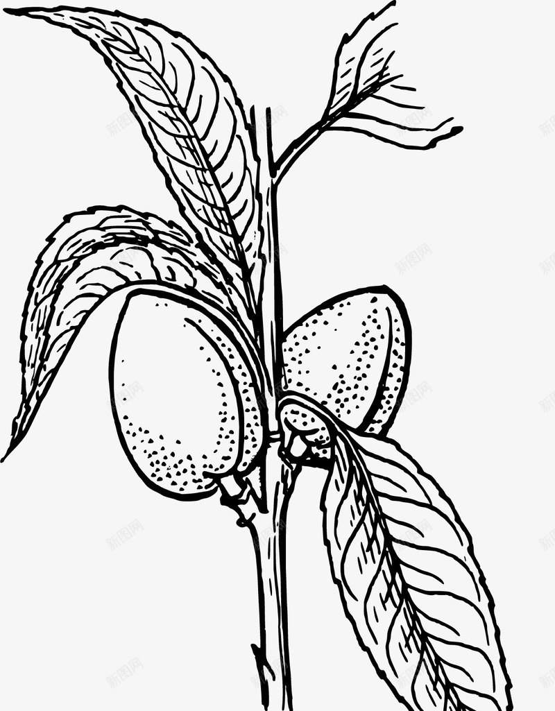 简洁线条植物矢量图ai免抠素材_新图网 https://ixintu.com 桃子 植物 清晰 简洁 线条 矢量图