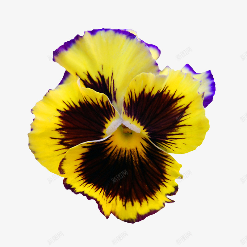 抽象鲜花手绘花朵png免抠素材_新图网 https://ixintu.com 手绘花朵素材 手绘鲜花 花卉图案素材 鲜花psd素材 鲜花海报 鲜花海报背景 鲜花边框素材
