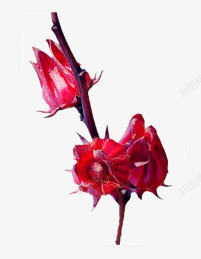洛神花png免抠素材_新图网 https://ixintu.com 植物花卉 洛神花 红色花朵