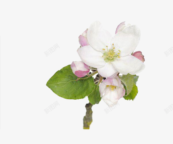 一枝苹果花png免抠素材_新图网 https://ixintu.com PNG图片 PNG图片素材 PNG素材 PNG素材免费 PNG素材免费下载 植物 花卉 花朵 苹果花