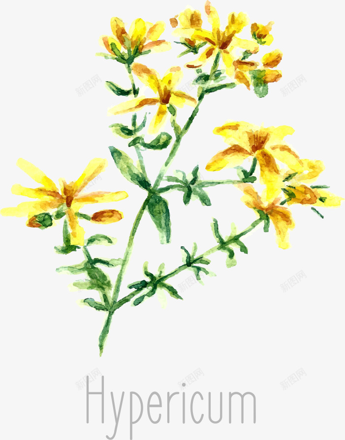 金丝桃花朵png免抠素材_新图网 https://ixintu.com 卡通花朵 卡通金丝桃 矢量金丝桃 花卉 花朵 金丝桃