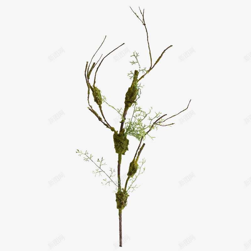 黑骨芝仿真树枝png免抠素材_新图网 https://ixintu.com 仿真花 插花造型装饰 摆件花枝 苔藓 藤条