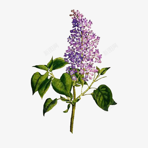 手绘紫丁香花卉插图png免抠素材_新图网 https://ixintu.com 丁香 丁香花 免抠 手绘 手绘丁香 插图 植物 紫丁香 花卉