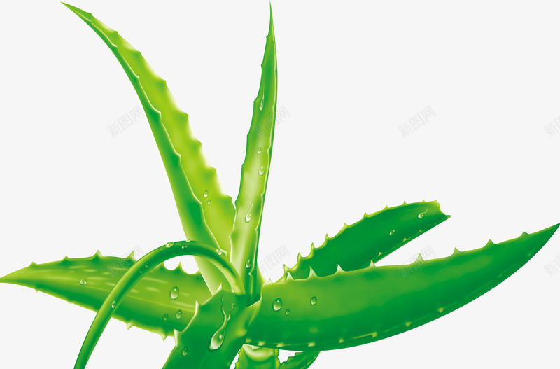 新鲜芦荟png免抠素材_新图网 https://ixintu.com 新鲜 美容 芦荟