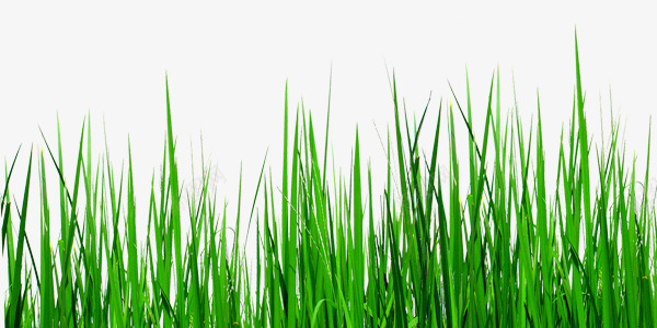 城市风景绿色小草png免抠素材_新图网 https://ixintu.com 一排 公园装饰 城市 绿色小草 风景