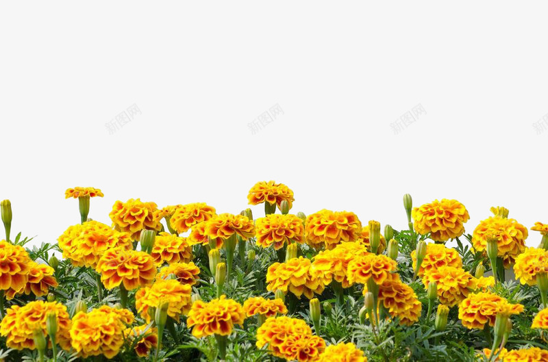 万寿菊花丛png免抠素材_新图网 https://ixintu.com 万寿菊 植物 法国蜡菊 花丛 花卉 花草 菊花图案 菊花花束 黄色