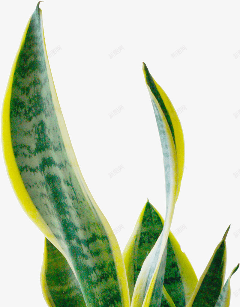 美容的芦荟png免抠素材_新图网 https://ixintu.com 植物 美容 芦荟
