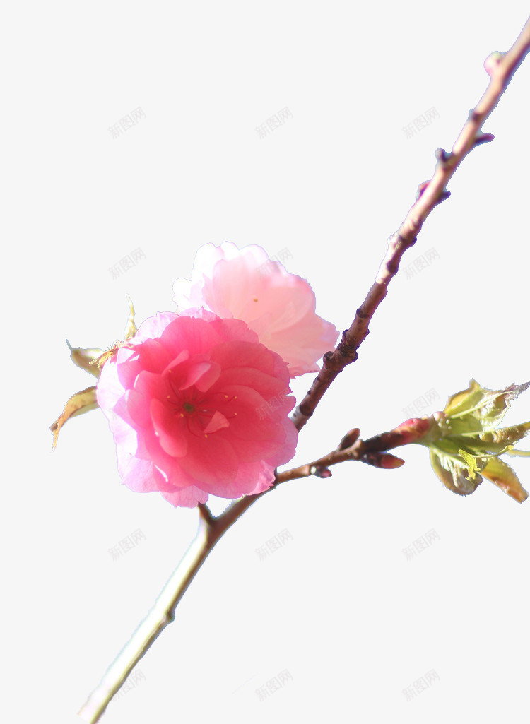 粉色樱花枝png免抠素材_新图网 https://ixintu.com 叶子 树枝 樱花 樱花枝 粉色 花卉 花枝