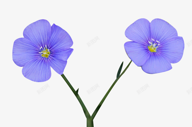 小颗亚麻籽花png免抠素材_新图网 https://ixintu.com 一颗花 亚麻籽花 植物 花卉 花朵