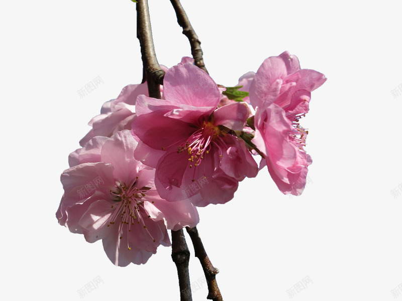 粉色樱花树枝png免抠素材_新图网 https://ixintu.com 树枝 樱花 樱花枝 粉色 花卉 花枝