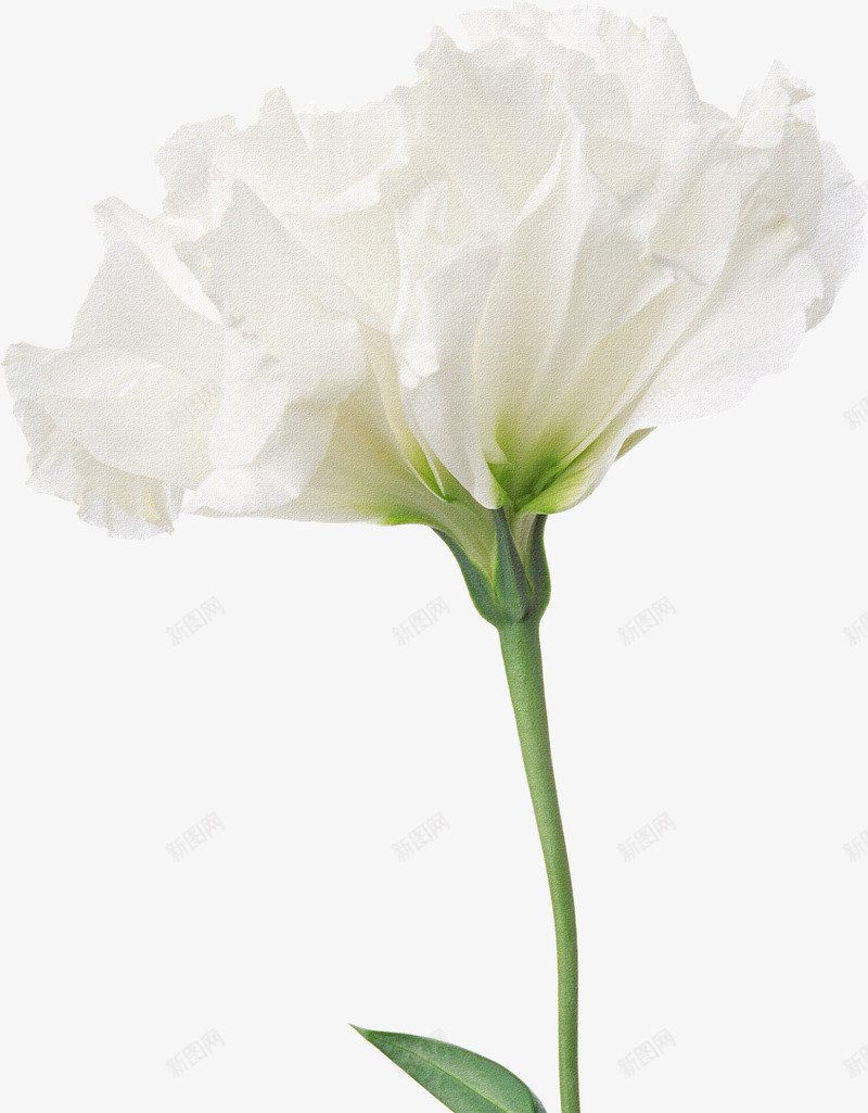 鲜花元素唯美花卉白色花束png免抠素材_新图网 https://ixintu.com 卡通鲜花 卡通鲜花图片 唯美 手绘鲜花 手绘鲜花素材 白色 花卉图案 花束 鲜花 鲜花图片 鲜花相框