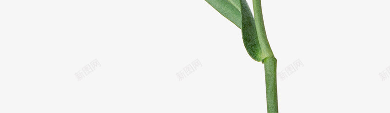 鲜花元素唯美花卉白色花束png免抠素材_新图网 https://ixintu.com 卡通鲜花 卡通鲜花图片 唯美 手绘鲜花 手绘鲜花素材 白色 花卉图案 花束 鲜花 鲜花图片 鲜花相框
