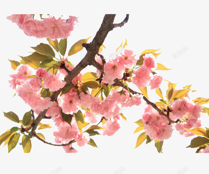 美丽绽放的樱花水墨画png免抠素材_新图网 https://ixintu.com 手绘 樱花 樱花水墨 水墨樱花 水墨画 绽放的樱花 美丽樱花