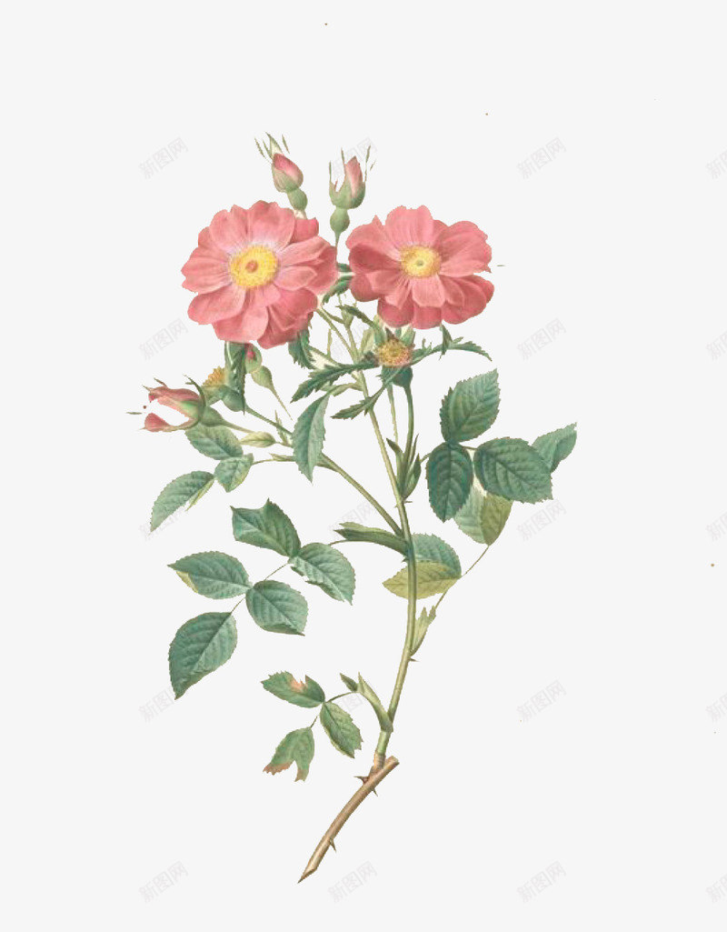 花卉油画png免抠素材_新图网 https://ixintu.com 教育 油画植物 盛开的花朵 绿叶 花苞 装饰