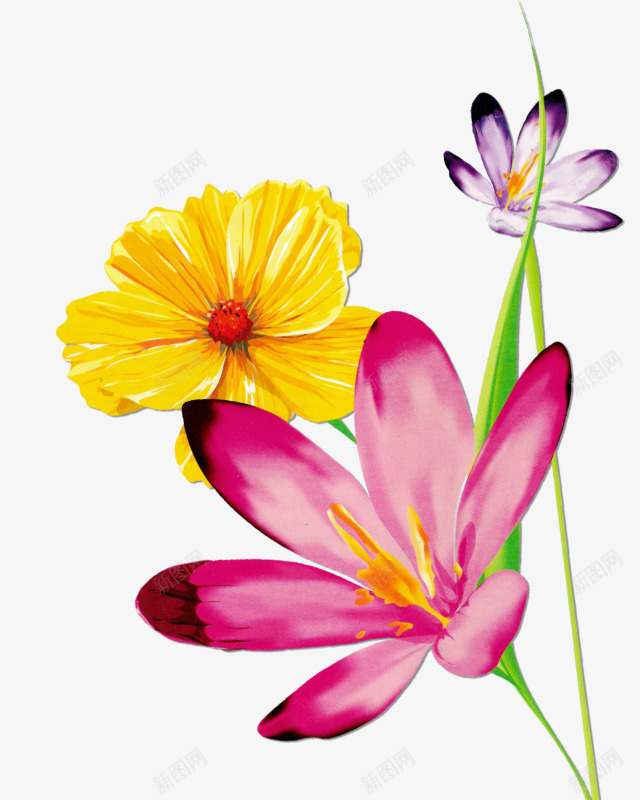花草线描花草图案png免抠素材_新图网 https://ixintu.com 水彩花草 花卉图案 花卉背景素材 装饰
