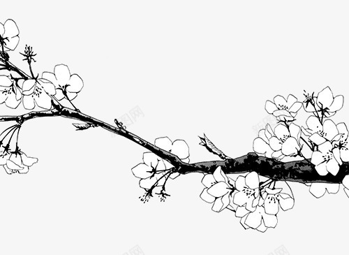 简洁素描冬梅顽强png免抠素材_新图网 https://ixintu.com 简洁 素描 顽强