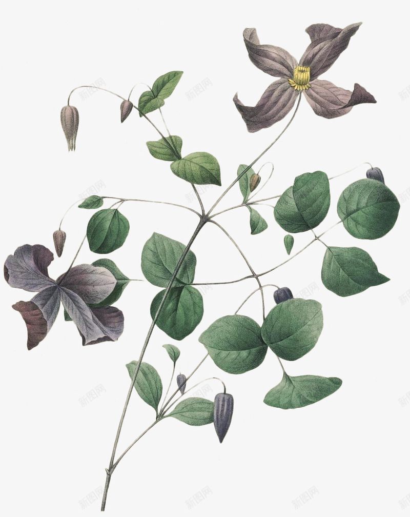 老式手绘鲜花花卉27png免抠素材_新图网 https://ixintu.com 手绘 老式 高清 鲜花