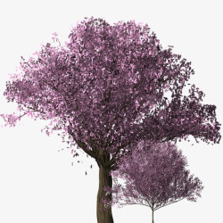 盛开的樱花树素材