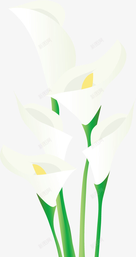 白色马蹄莲花瓶矢量图ai免抠素材_新图网 https://ixintu.com 创意 卡通手绘 水彩 白色 花卉 花朵 马蹄莲 鲜花 矢量图