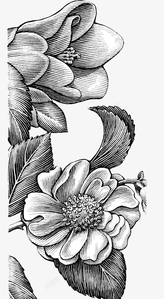 素描花卉边框装饰psd免抠素材_新图网 https://ixintu.com 线描 花朵 花瓣 边框素材