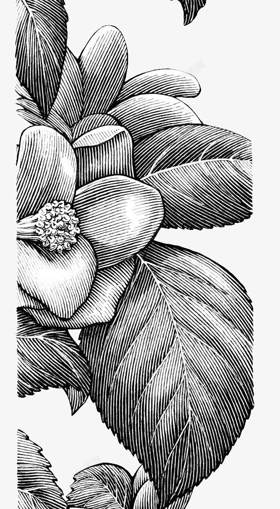 素描花卉边框装饰psd免抠素材_新图网 https://ixintu.com 线描 花朵 花瓣 边框素材