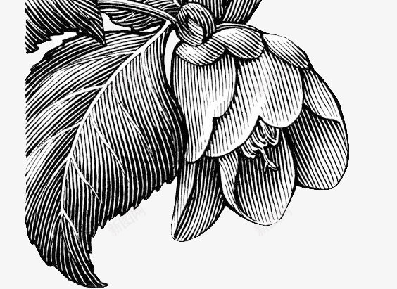 素描花卉边框装饰psd免抠素材_新图网 https://ixintu.com 线描 花朵 花瓣 边框素材