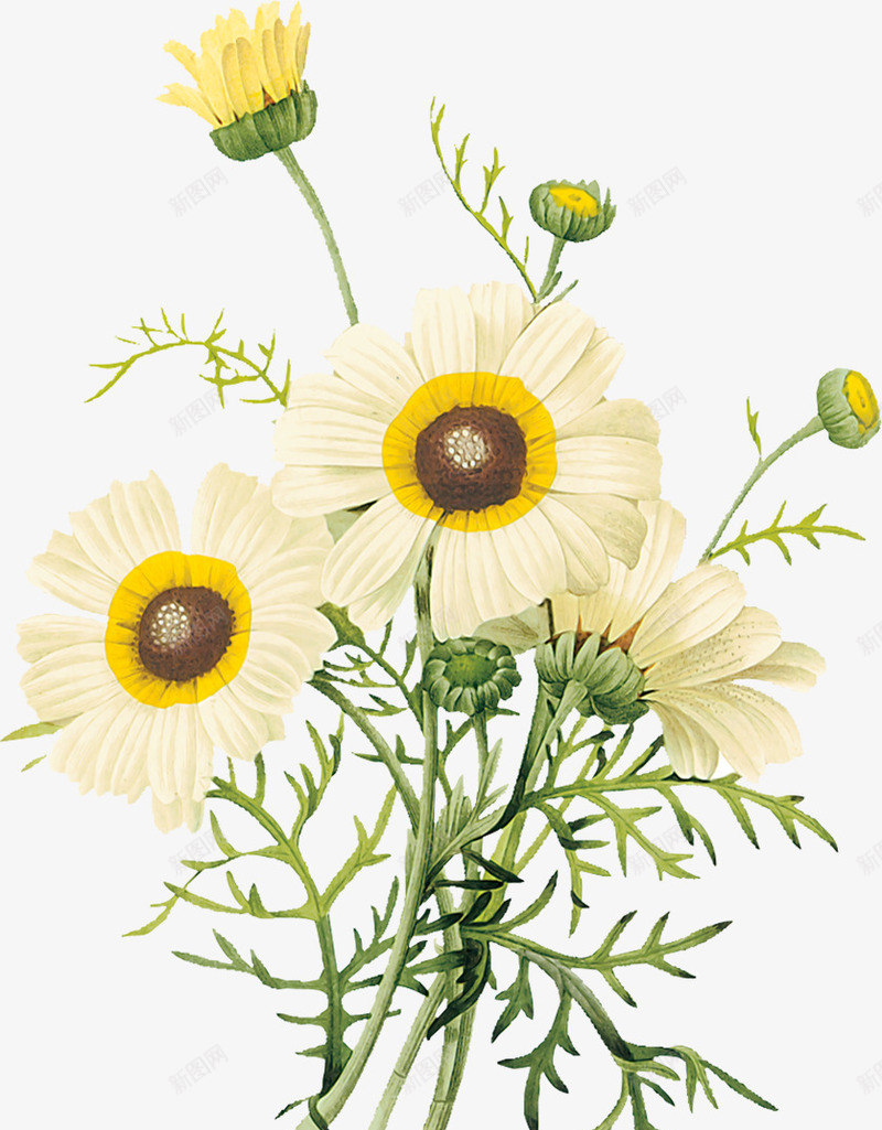 花卉背景花草图案png免抠素材_新图网 https://ixintu.com 卡通 水彩花卉素材 花卉标签 花卉设计素材 花草画 花草线描