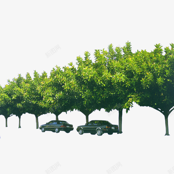 园林花草png免抠素材_新图网 https://ixintu.com 建筑绿化装饰 树木 绿化 绿色植物 花丛 花卉 花束