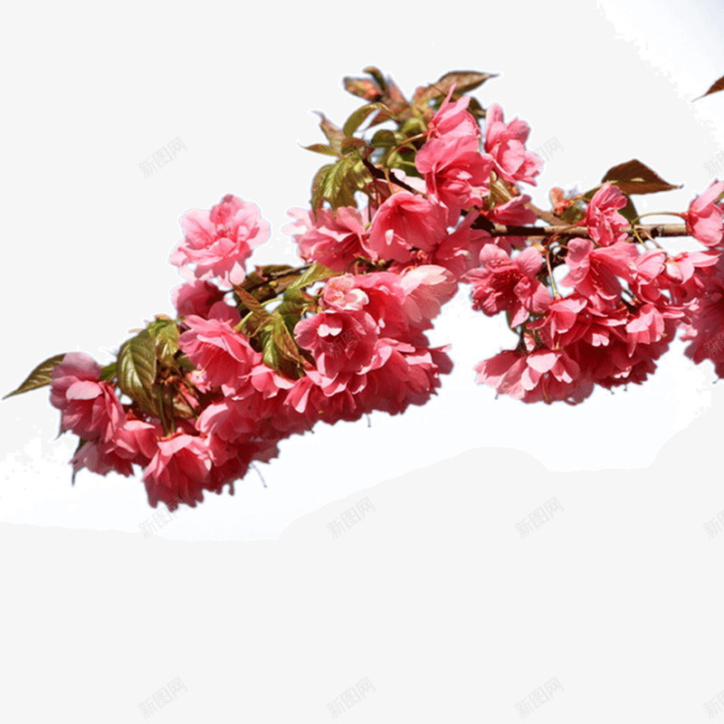 樱花花枝png免抠素材_新图网 https://ixintu.com 叶子 樱花花瓣 粉色 花朵 花枝