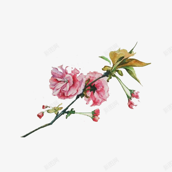 美丽的樱花水墨画png免抠素材_新图网 https://ixintu.com 手绘 樱花 樱花水墨 水墨 水墨樱花 粉色 绽放 美丽