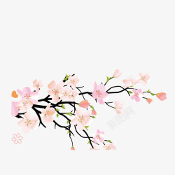 粉红日本樱花素材