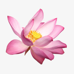 鲜花海报背景花卉图案粉色唯美素材