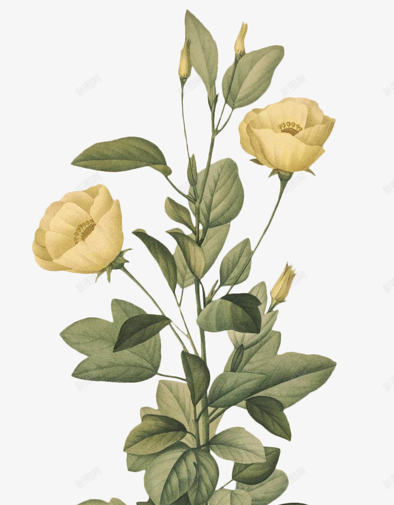 老式手绘鲜花花卉10png免抠素材_新图网 https://ixintu.com 手绘 老式 高清 鲜花