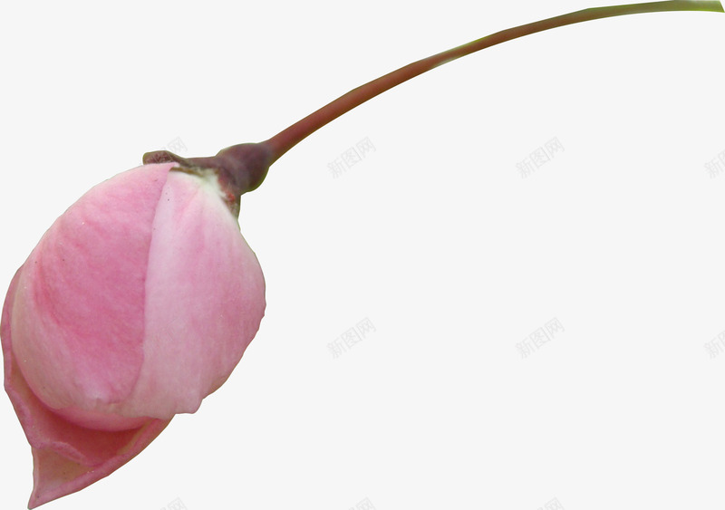 春季粉色樱花花苞png免抠素材_新图网 https://ixintu.com 春季 樱花 粉色 花苞