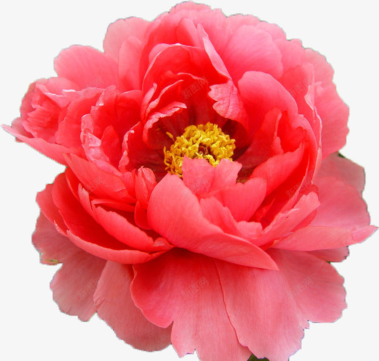 牡丹花系列png免抠素材_新图网 https://ixintu.com 牡丹花 花卉 花朵 花瓣