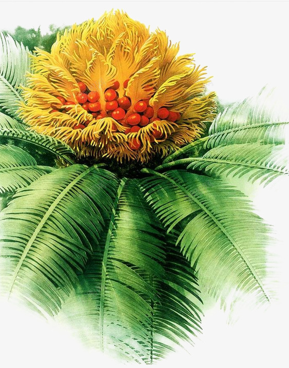 花卉png免抠素材_新图网 https://ixintu.com 树叶纹理 水彩 绿色墨迹 铁树开花 黄色花朵