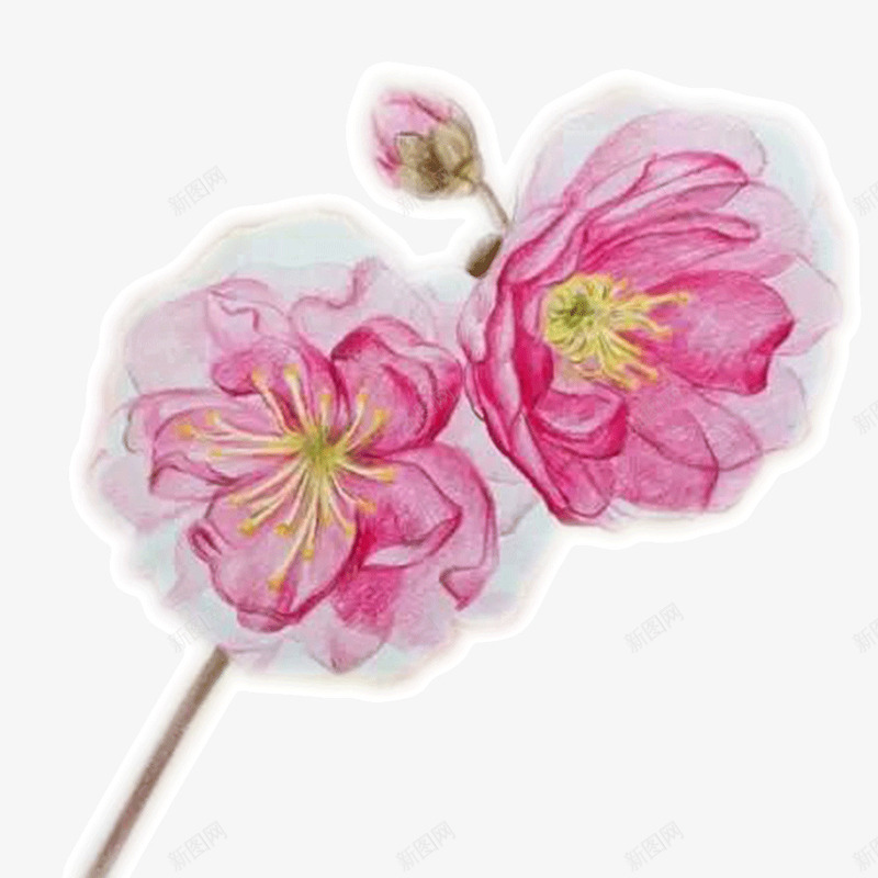 水彩樱花png免抠素材_新图网 https://ixintu.com 樱花花瓣 水彩 粉色 花朵 花苞