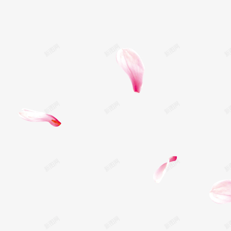纷飞的花瓣png免抠素材_新图网 https://ixintu.com 玫瑰 美容 花瓣