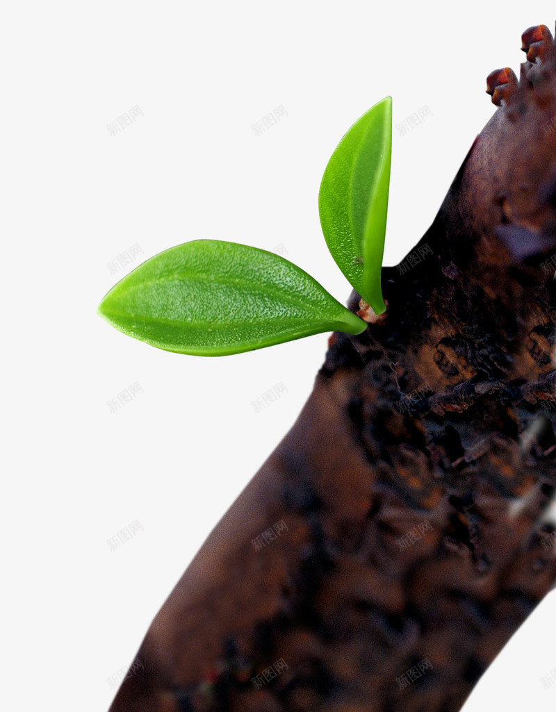 树枝发芽png免抠素材_新图网 https://ixintu.com 发芽 树叶 树木 树枝