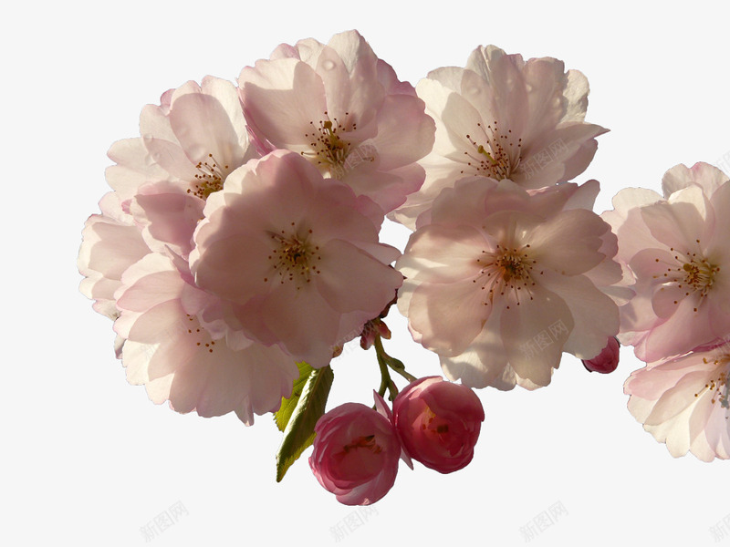 白色花卉png免抠素材_新图网 https://ixintu.com 树枝 樱花 樱花枝 白色 花卉 花枝 花苞