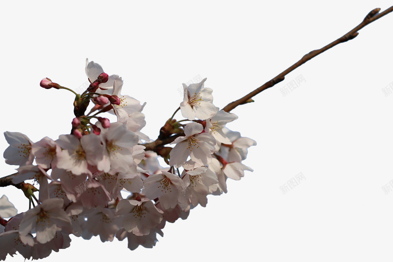 白色花枝png免抠素材_新图网 https://ixintu.com 树枝 樱花 樱花枝 白色 花卉 花枝