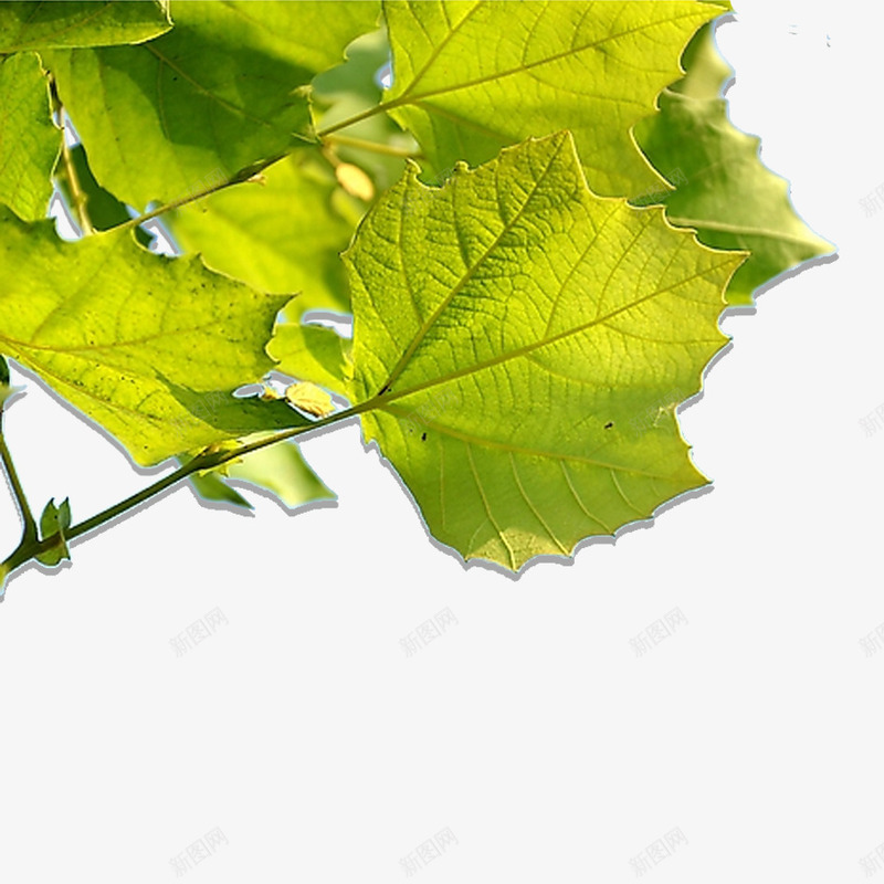 绿色植物png免抠素材_新图网 https://ixintu.com 叶子 树枝 梧桐树 梧桐树叶 植物 绿叶 绿色
