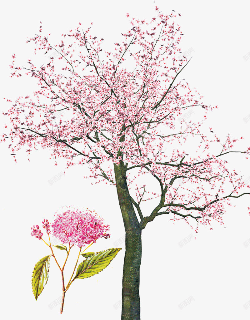 粉色樱花树png免抠素材_新图网 https://ixintu.com 旅游 植物 樱花树 粉色