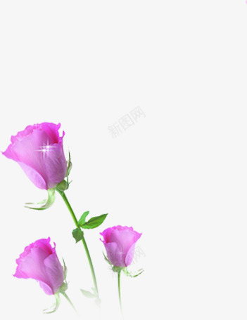 粉色花朵玫瑰星光png免抠素材_新图网 https://ixintu.com 星光 玫瑰 粉色 花朵