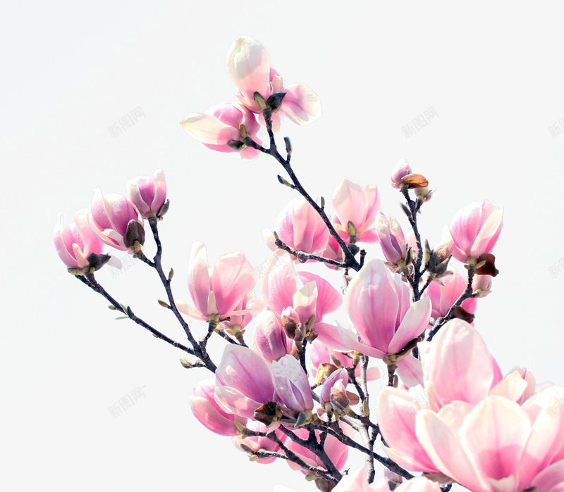 玉兰花花卉花枝png免抠素材_新图网 https://ixintu.com 玉兰花 花卉 花枝