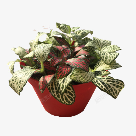 花卉盆栽png免抠素材_新图网 https://ixintu.com 红色花盆 线条 网纹草 茂盛